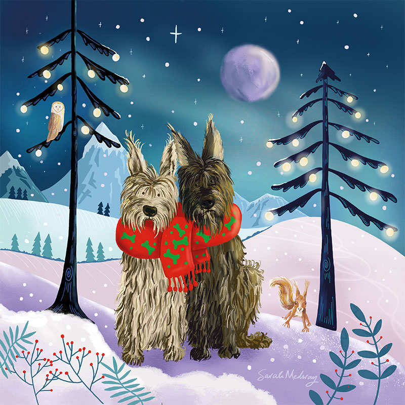 berger picard dog illustration